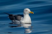 DPPhotography - Maderia - Yellow-legged gull - E