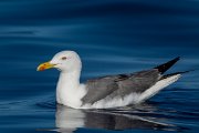 DPPhotography - Maderia - Yellow-legged gull - F