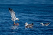 DPPhotography - Maderia - Yellow-legged gull - G