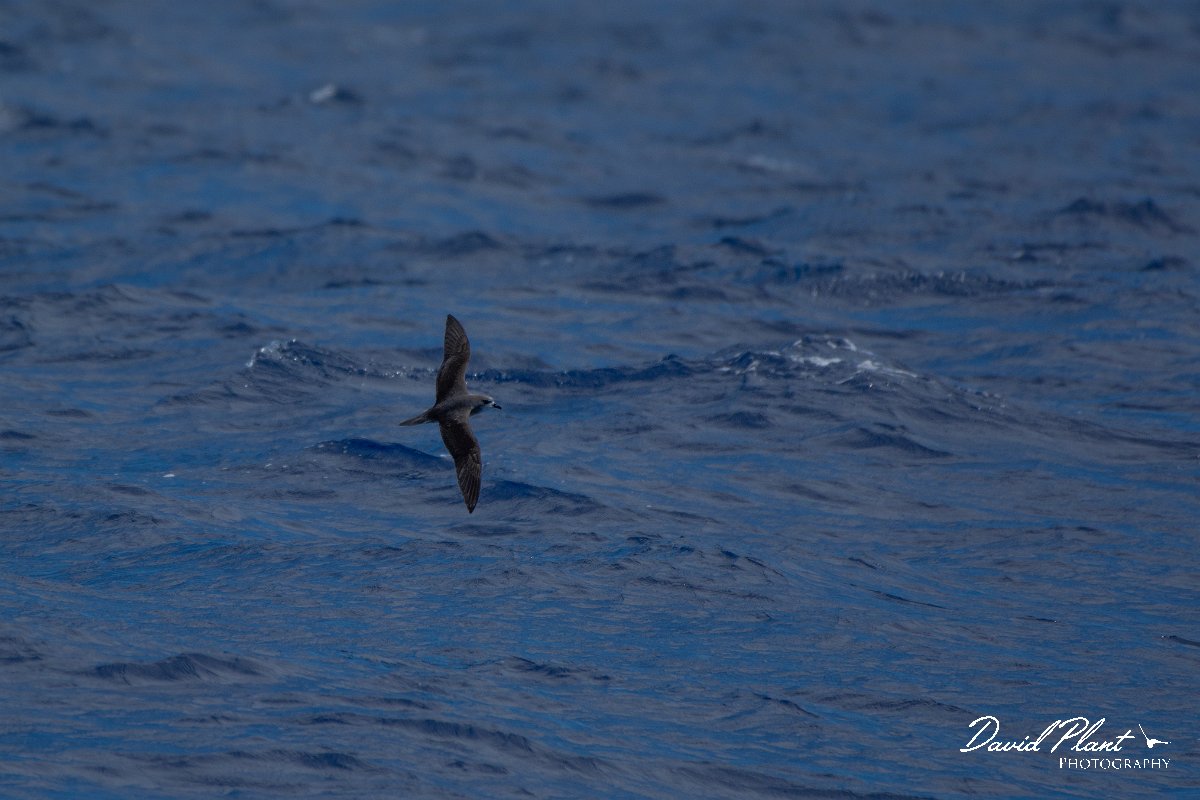 DPPhotography - Maderia - Zino's petrel - A.jpg - Zino's petrel - Ocean N of Madeira, Madeira