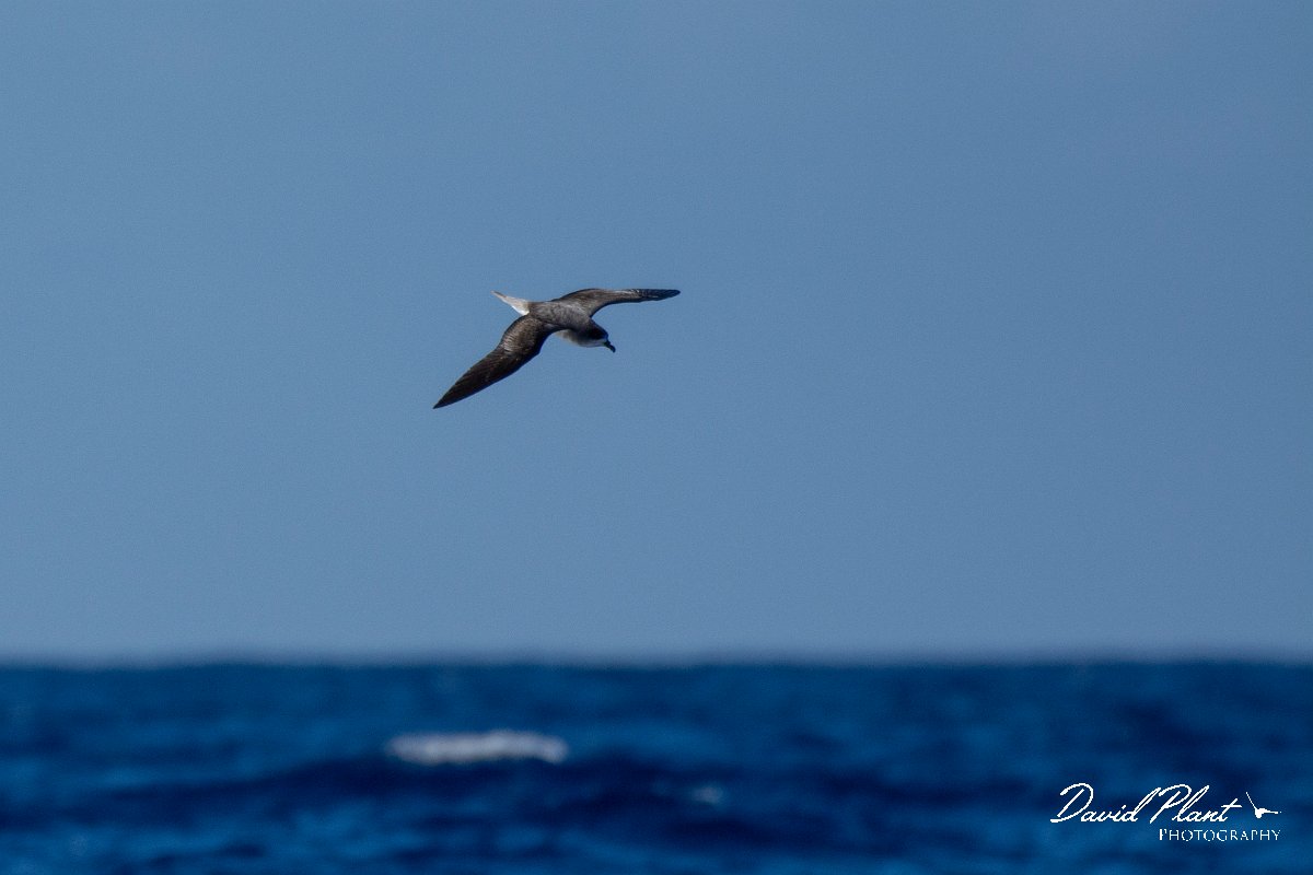 DPPhotography - Maderia - Zino's petrel - AA.jpg - Zino's petrel - Ocean N of Madeira, Madeira
