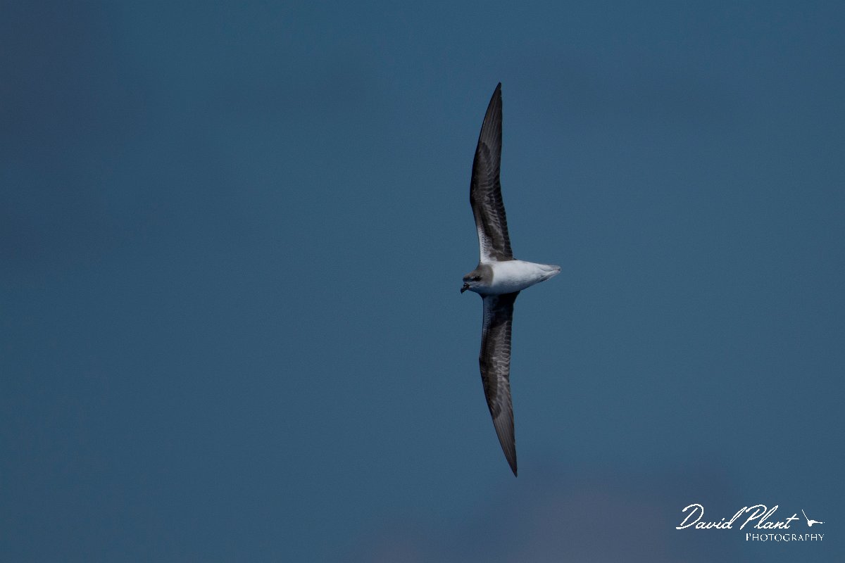 DPPhotography - Maderia - Zino's petrel - B.jpg - Zino's petrel - Ocean N of Madeira, Madeira
