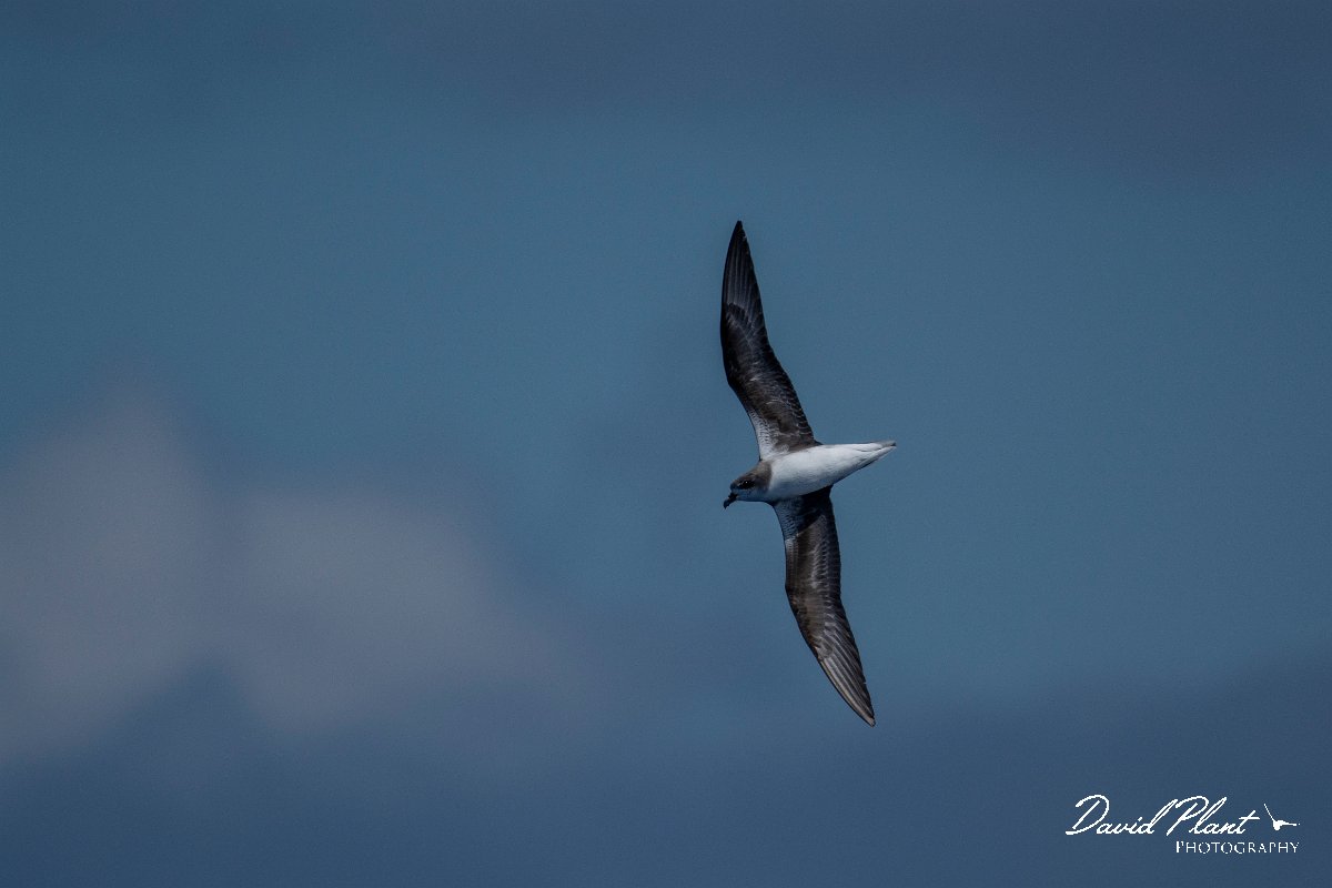 DPPhotography - Maderia - Zino's petrel - C.jpg - Zino's petrel - Ocean N of Madeira, Madeira