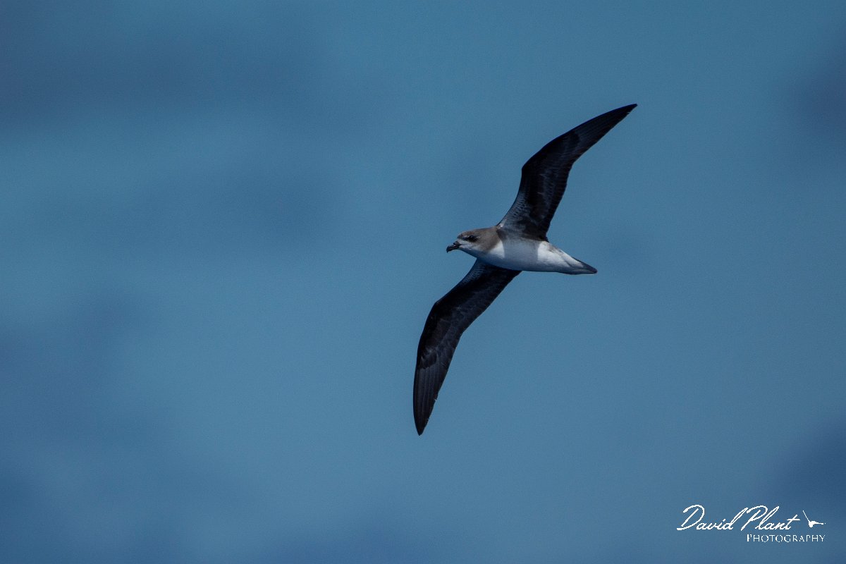 DPPhotography - Maderia - Zino's petrel - D.jpg - Zino's petrel - Ocean N of Madeira, Madeira