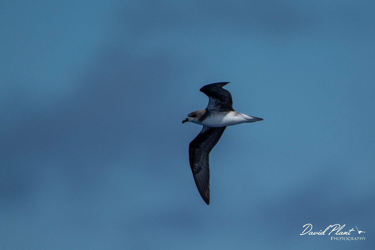 DPPhotography - Maderia - Zino's petrel - E.jpg - Zino's petrel - Ocean N of Madeira, Madeira