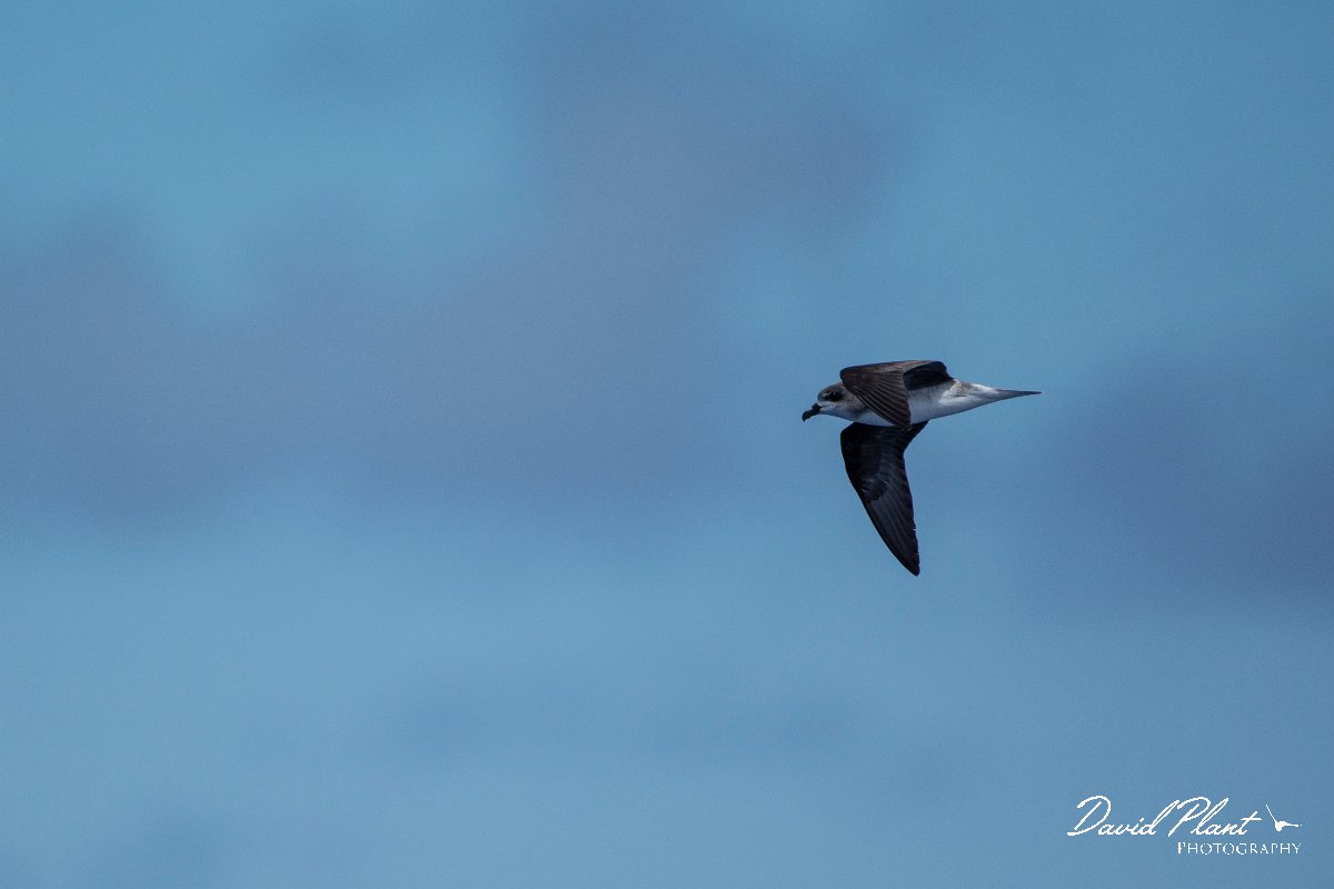DPPhotography - Maderia - Zino's petrel - F.jpg - Zino's petrel - Ocean N of Madeira, Madeira