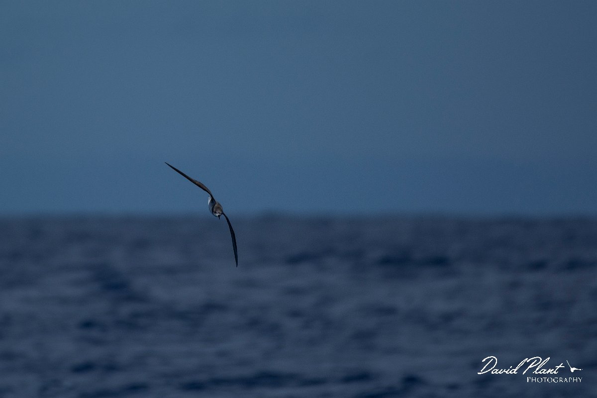 DPPhotography - Maderia - Zino's petrel - H.jpg - Zino's petrel - Ocean N of Madeira, Madeira