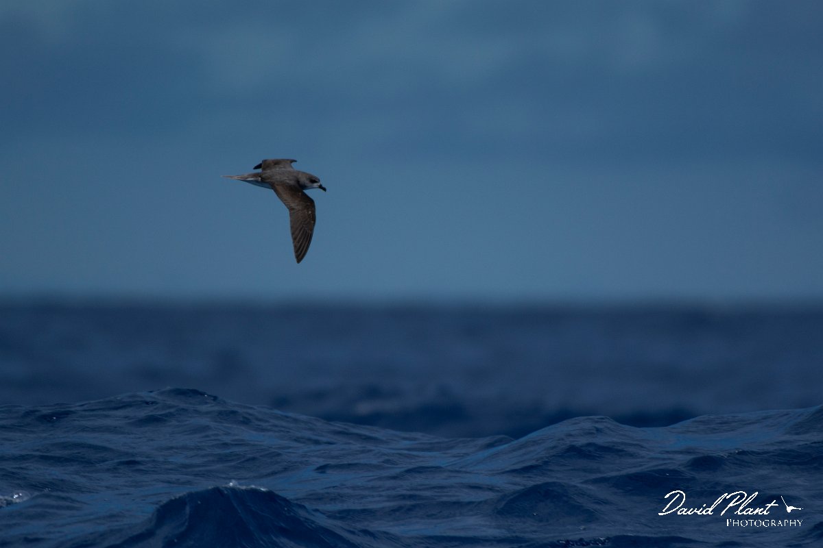 DPPhotography - Maderia - Zino's petrel - I.jpg - Zino's petrel - Ocean N of Madeira, Madeira