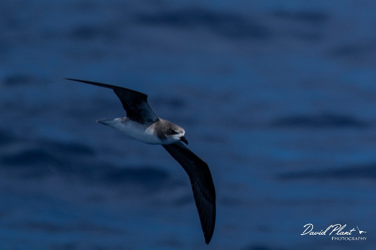DPPhotography - Maderia - Zino's petrel - J.jpg - Zino's petrel - Ocean N of Madeira, Madeira