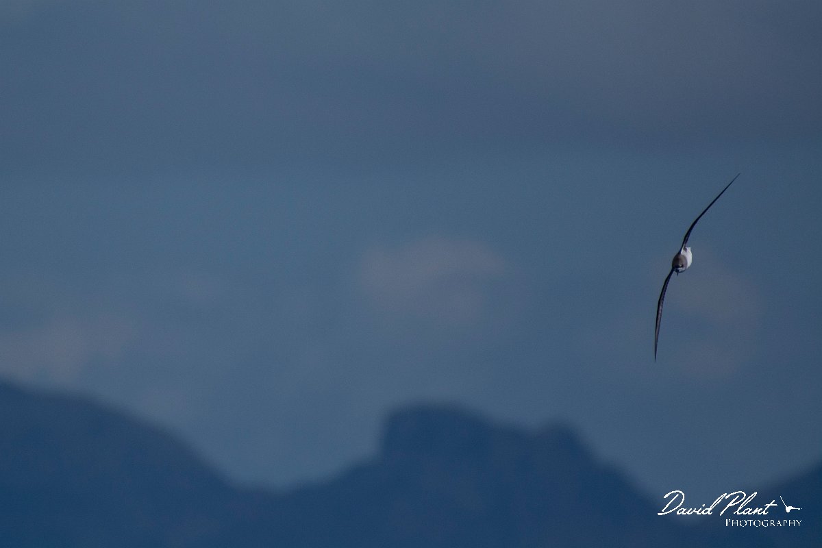 DPPhotography - Maderia - Zino's petrel - K.jpg - Zino's petrel - Ocean N of Madeira, Madeira