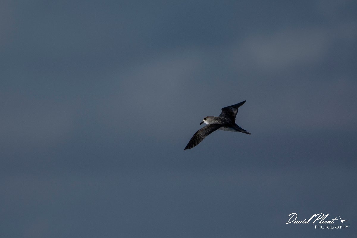 DPPhotography - Maderia - Zino's petrel - M.jpg - Zino's petrel - Ocean N of Madeira, Madeira