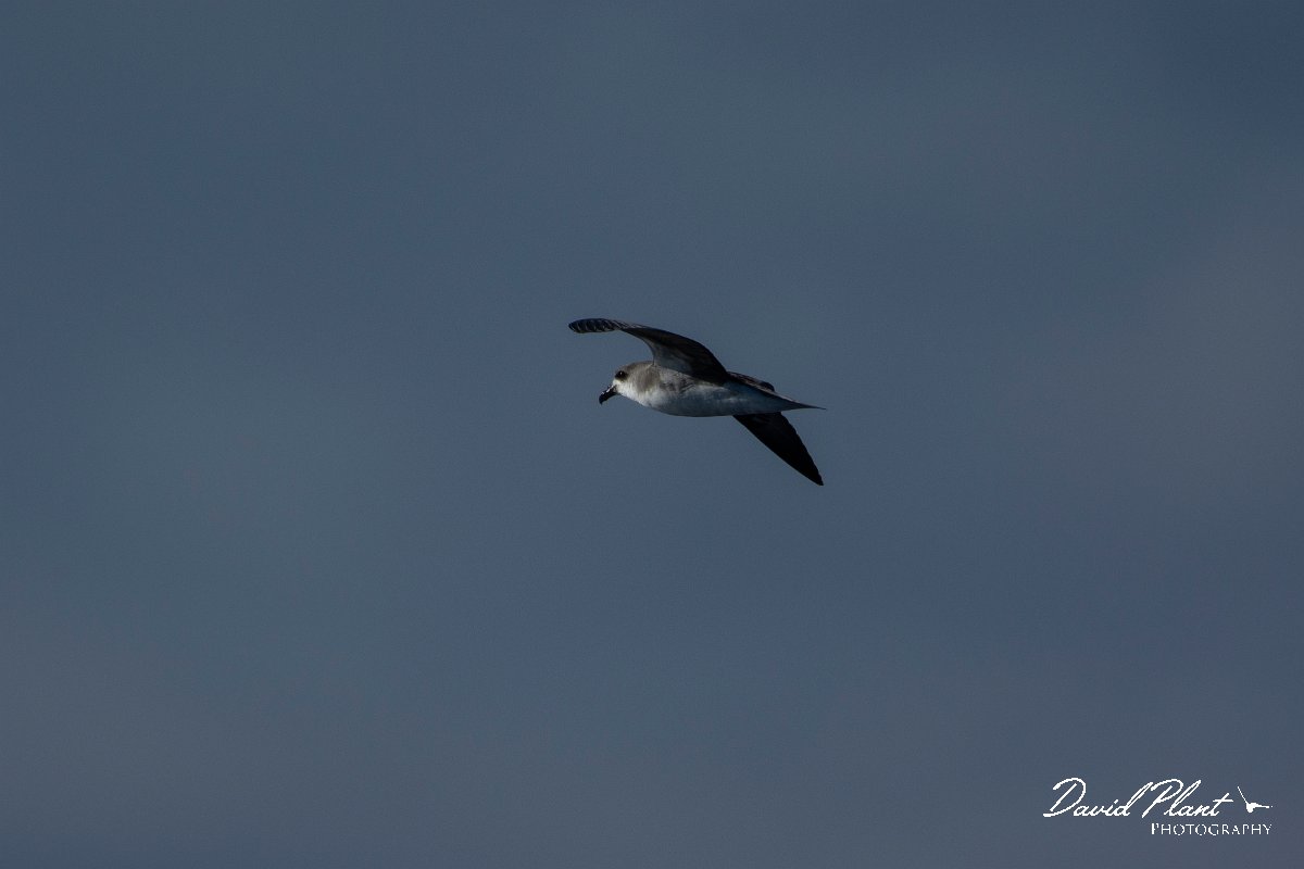 DPPhotography - Maderia - Zino's petrel - N.jpg - Zino's petrel - Ocean N of Madeira, Madeira