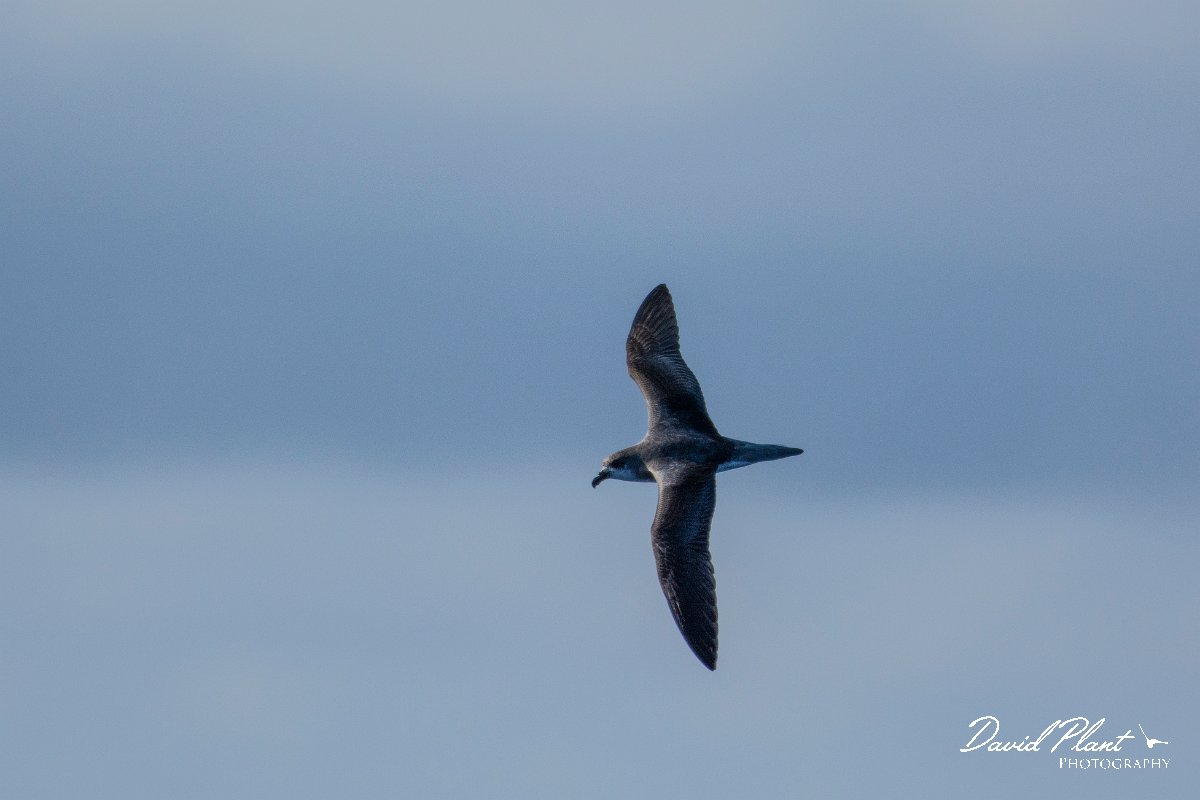 DPPhotography - Maderia - Zino's petrel - O.jpg - Zino's petrel - Ocean N of Madeira, Madeira