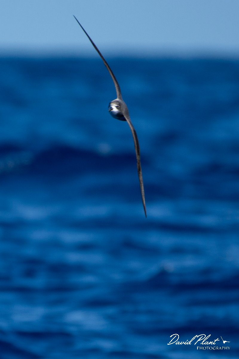 DPPhotography - Maderia - Zino's petrel - P.jpg - Zino's petrel - Ocean N of Madeira, Madeira