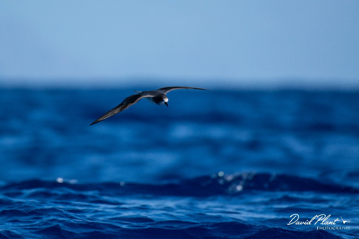DPPhotography - Maderia - Zino's petrel - Q.jpg - Zino's petrel - Ocean N of Madeira, Madeira