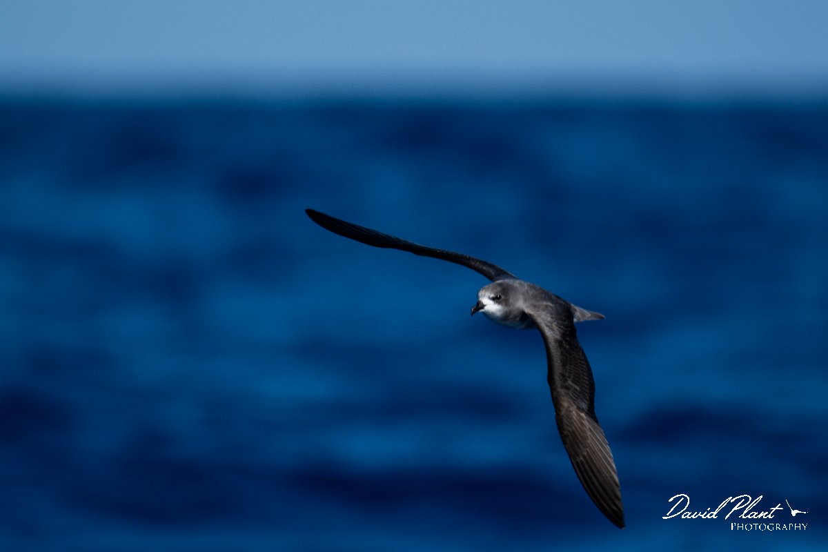 DPPhotography - Maderia - Zino's petrel - R.jpg - Zino's petrel - Ocean N of Madeira, Madeira