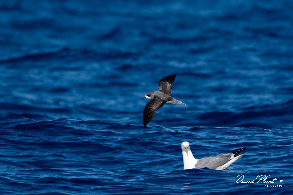 DPPhotography - Maderia - Zino's petrel - S.jpg - Zino's petrel - Ocean N of Madeira, Madeira
