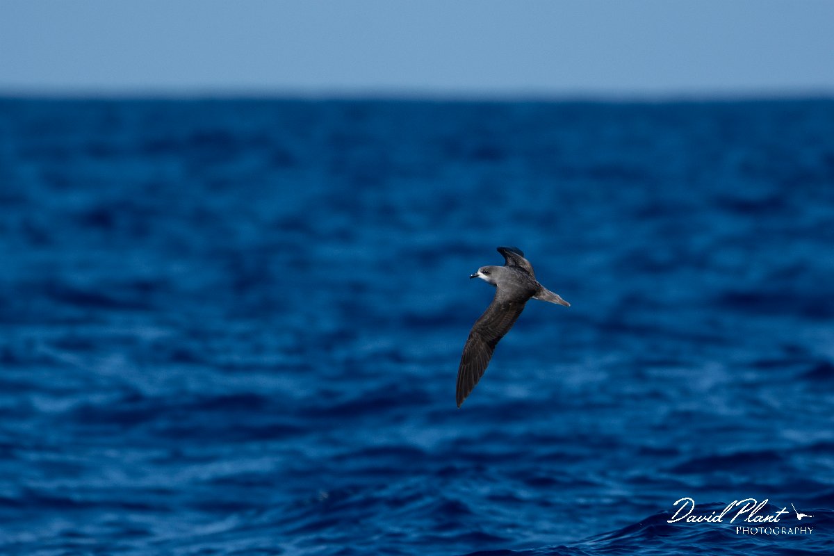 DPPhotography - Maderia - Zino's petrel - T.jpg - Zino's petrel - Ocean N of Madeira, Madeira