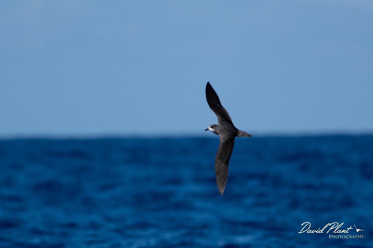 DPPhotography - Maderia - Zino's petrel - U.jpg - Zino's petrel - Ocean N of Madeira, Madeira