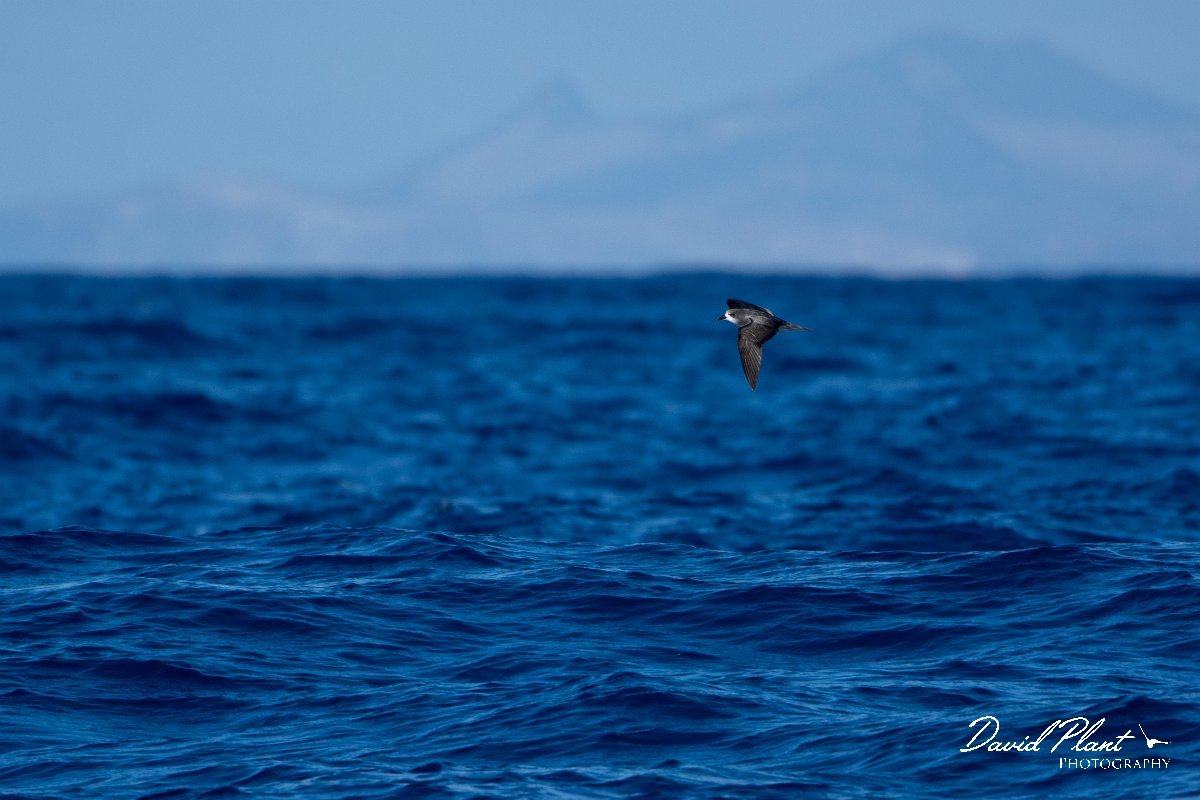 DPPhotography - Maderia - Zino's petrel - V.jpg - Zino's petrel - Ocean N of Madeira, Madeira