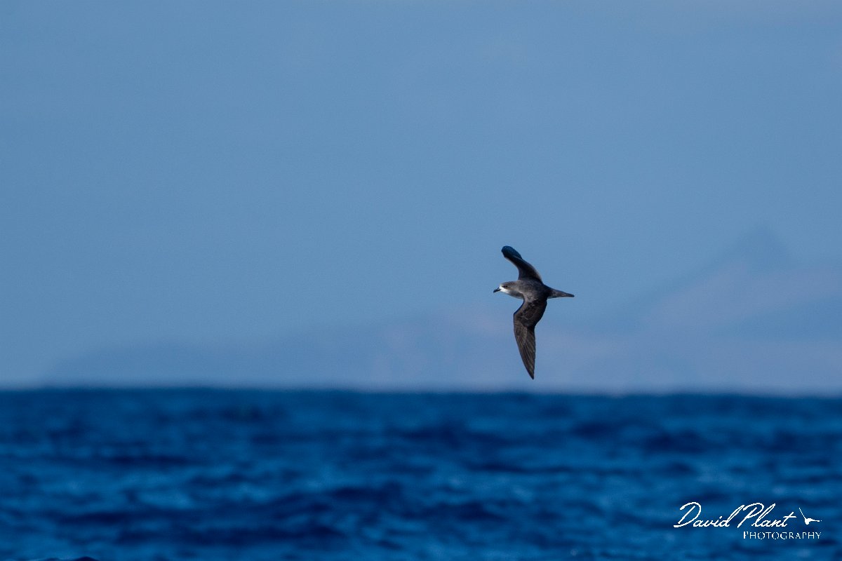 DPPhotography - Maderia - Zino's petrel - W.jpg - Zino's petrel - Ocean N of Madeira, Madeira