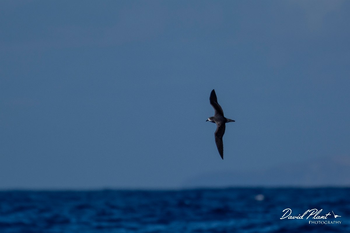 DPPhotography - Maderia - Zino's petrel - X.jpg - Zino's petrel - Ocean N of Madeira, Madeira