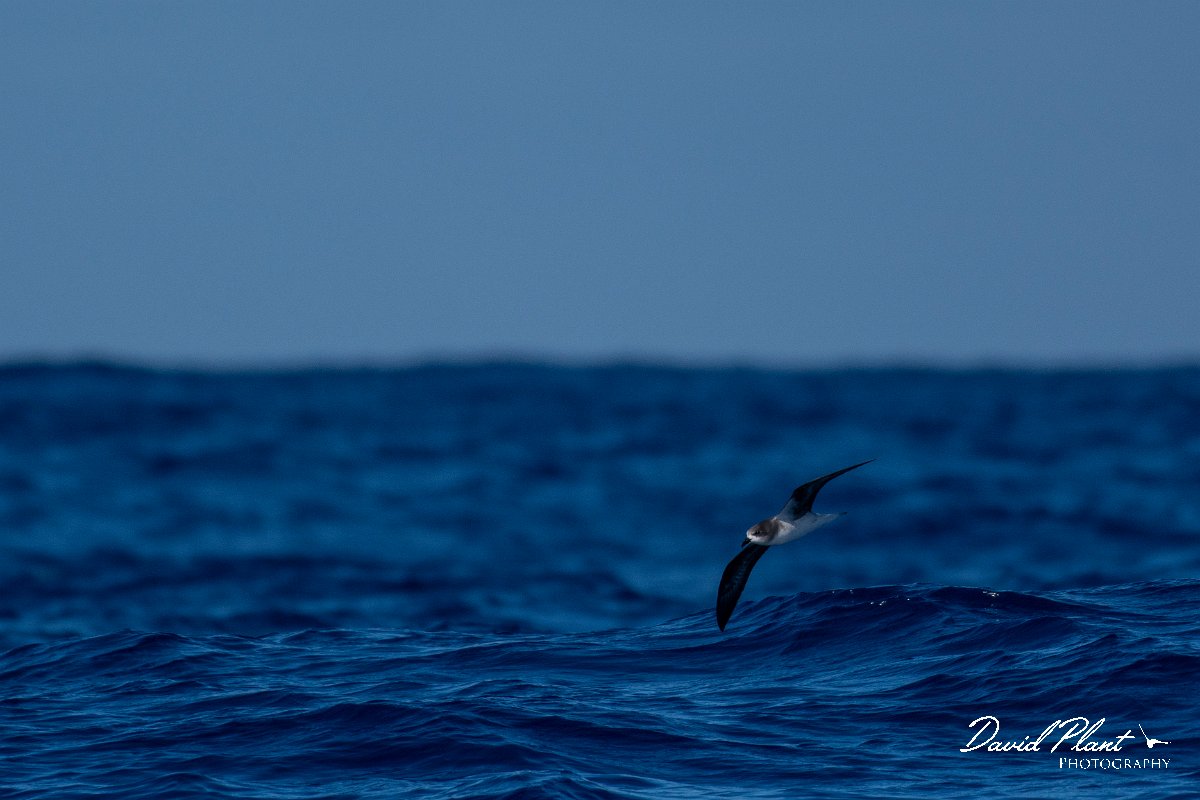 DPPhotography - Maderia - Zino's petrel - Y.jpg - Zino's petrel - Ocean N of Madeira, Madeira