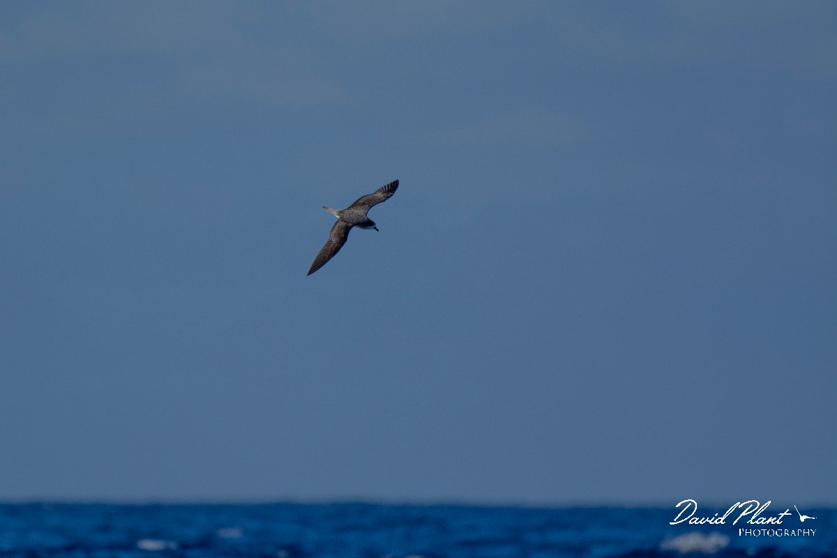 DPPhotography - Maderia - Zino's petrel - Z.jpg - Zino's petrel - Ocean N of Madeira, Madeira