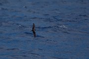 DPPhotography - Maderia - Zino's petrel - A