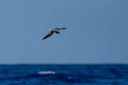 DPPhotography - Maderia - Zino's petrel - AA