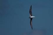 DPPhotography - Maderia - Zino's petrel - B