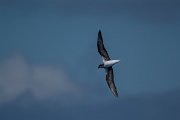 DPPhotography - Maderia - Zino's petrel - C