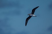 DPPhotography - Maderia - Zino's petrel - D