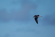 DPPhotography - Maderia - Zino's petrel - F