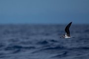 DPPhotography - Maderia - Zino's petrel - G