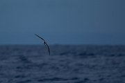 DPPhotography - Maderia - Zino's petrel - H