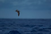 DPPhotography - Maderia - Zino's petrel - I