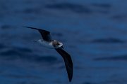 DPPhotography - Maderia - Zino's petrel - J