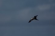 DPPhotography - Maderia - Zino's petrel - M
