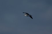 DPPhotography - Maderia - Zino's petrel - N