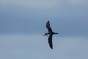 DPPhotography - Maderia - Zino's petrel - O