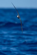 DPPhotography - Maderia - Zino's petrel - P