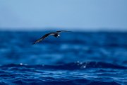 DPPhotography - Maderia - Zino's petrel - Q