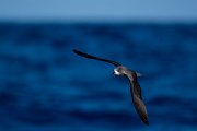 DPPhotography - Maderia - Zino's petrel - R