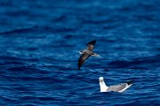 DPPhotography - Maderia - Zino's petrel - S
