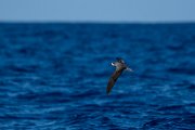 DPPhotography - Maderia - Zino's petrel - T