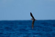 DPPhotography - Maderia - Zino's petrel - U