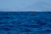 DPPhotography - Maderia - Zino's petrel - V