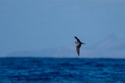 DPPhotography - Maderia - Zino's petrel - W