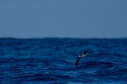DPPhotography - Maderia - Zino's petrel - Y